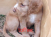 Cocker spaniel pups