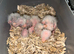 Beautiful baby hand reared mutation kakariki