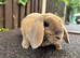 Mini Plush Lop Doe: ready to leave
