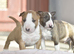 Excellent miniature bull terrier puppies