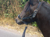 Permanent lisn 12hh mare 6yo