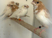 Various Stunning Bengalese Finches