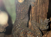 2026 Tokay Gecko