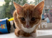 Fluffy Ginger and White Female Kitten