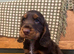 Stunning litter of Chocolate and Tan Cocker Spaniels