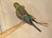 Blackwings budgies