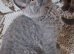 Lilac and blue bsh kittens ready now