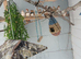 10 zebra finches for sale