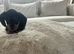9 beautiful dachshund puppies