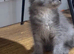 Maine Coon Kittens *Ready to leave