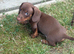 Minature dachshund Chocolate boy left!!