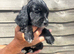 Cocker spaniel pups for sale