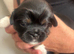 Imperial shihtzu puppies