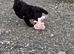 Cockapoo puppy&rsquo;s