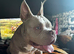Beautiful Pocket Bully