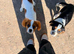Lovable Cavalier King Charles Spaniel Brothers Looking for a New Home