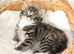 3 Beautiful Kittens ready NOW