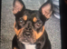French bulldog/ jack russell