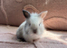 Two Lionhead Babies left