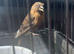Stunning breeding pair of chocolate mutation redpolls