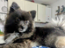 Male Pomeranian
