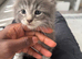Beautiful Maine Coon Kitten &ndash; Ready Soon