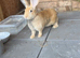 Lovely young female continental giant rabbit