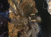 Theraposa Stirmi Juvenile Female