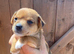 Adorable Jack Russell puppies