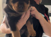 Rottweiler PUPPIES