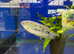 XL Opaline Gourami (Trichopodus trichopterus)