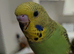 Hand tamed male baby budgie