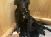 Black Labrador Puppies