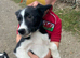 Border collie for sale