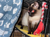 Female ragdoll x siamease 1year old