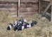 Saddleback &times; Pietrain Weaners for Sale &mdash; &pound;75 Each