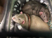 2 male dumbo rats