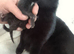 Beautiful little male kitten for sale