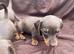 Adorable Miniature Dachshund puppies