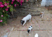 Small strain Jack Russells