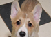 KC registered 1 bobtailed male puppy.