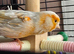 Owl finch and Canary both male