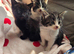 Stunning Kittens for Reservation/Sale