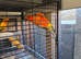 Red sun conure and sun conure