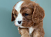 KC & DNA parents . Cavalier  puppies