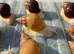 Albino Giant African Snails for sale!