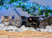 bsh x maincoon x domestic shorthair