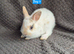 Netherland Dwarf Babies