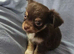 Chihuahua puppies