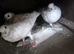 I have some gud birds for sale